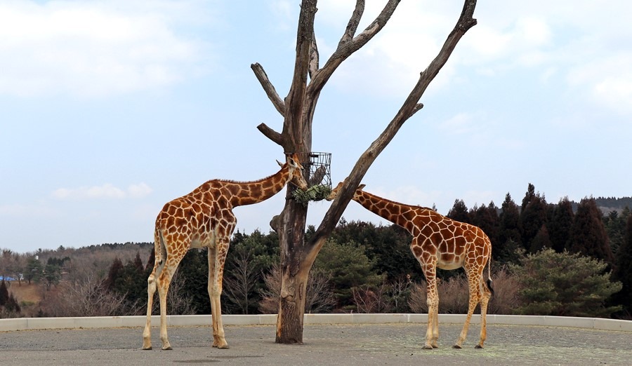 アフリカンサファリ キリン