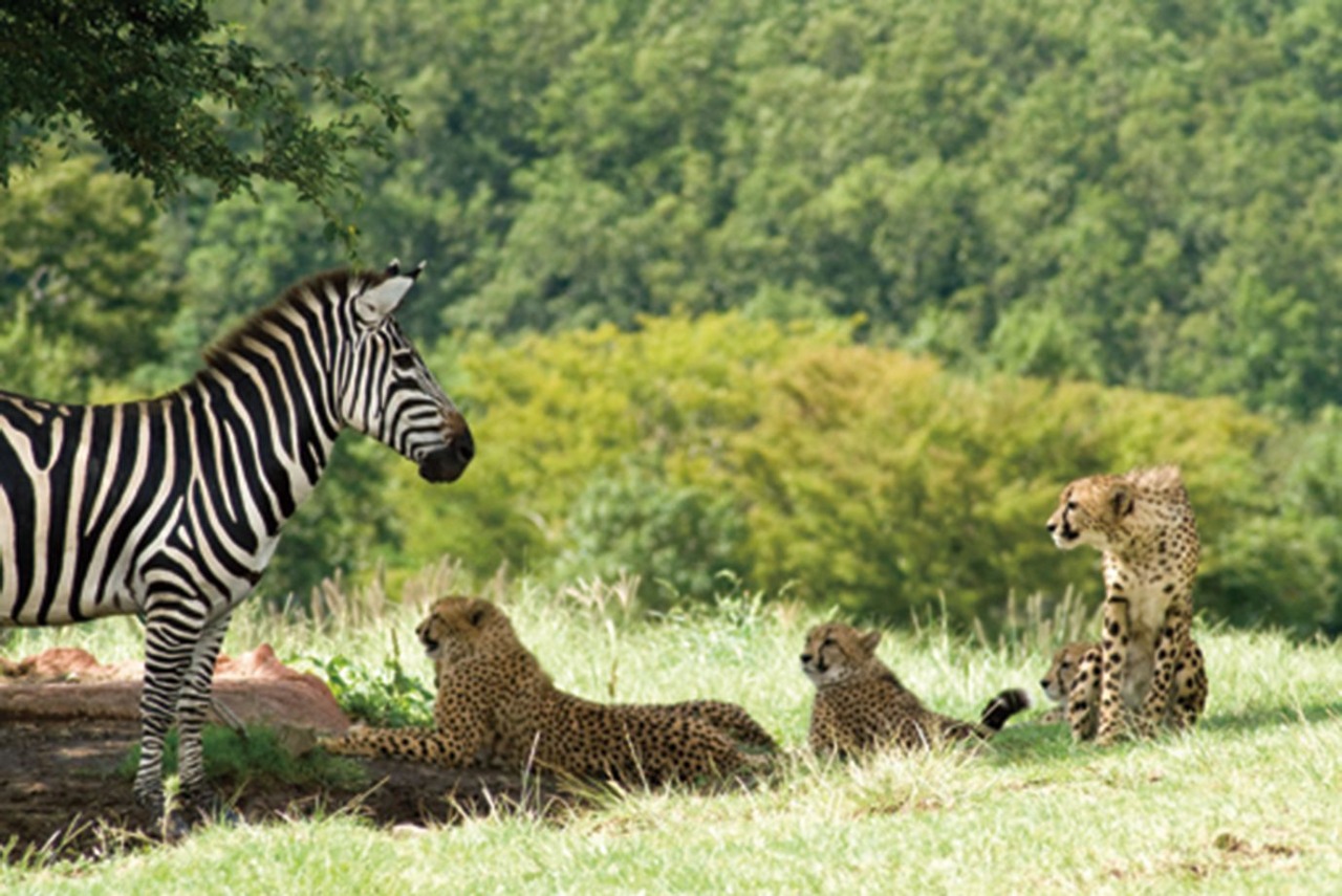 アフリカンサファリ シマウマ チーター