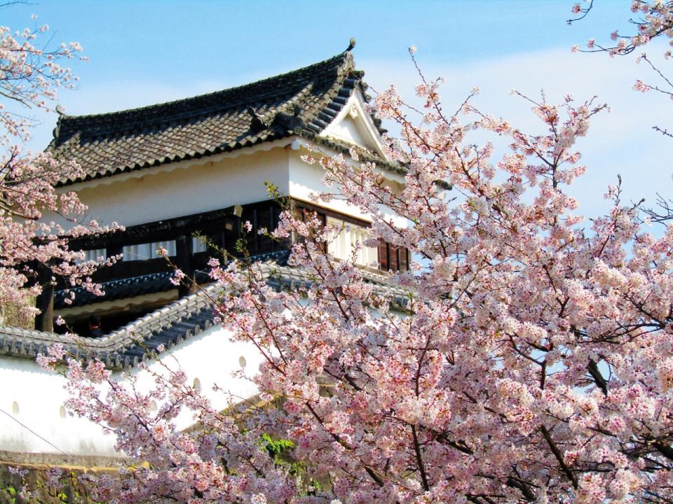 臼杵城址 桜