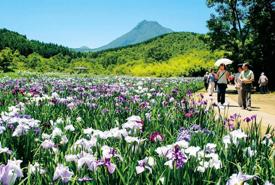 神楽女湖 花しょうぶ