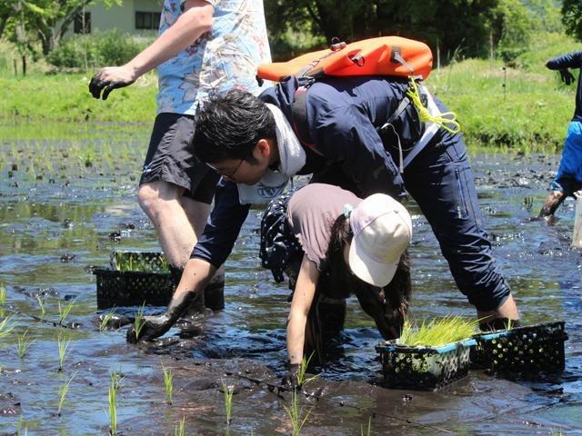 親子で楽しむ☆ 田植と初夏の生きものしらべ