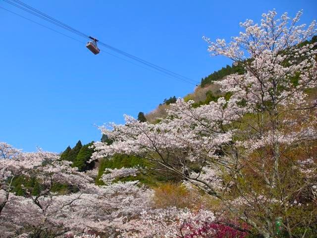 鶴見岳 桜