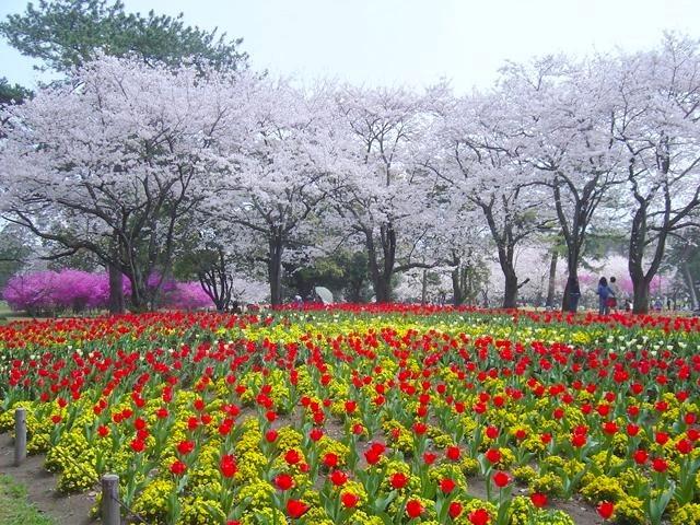 別府公園 チューリップと桜