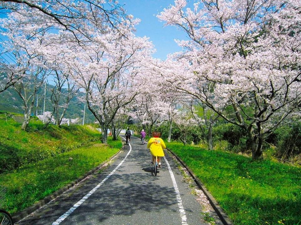 メイプル耶馬サイクリングロード 桜