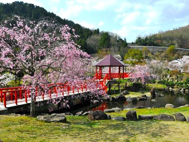 渓石園 桜