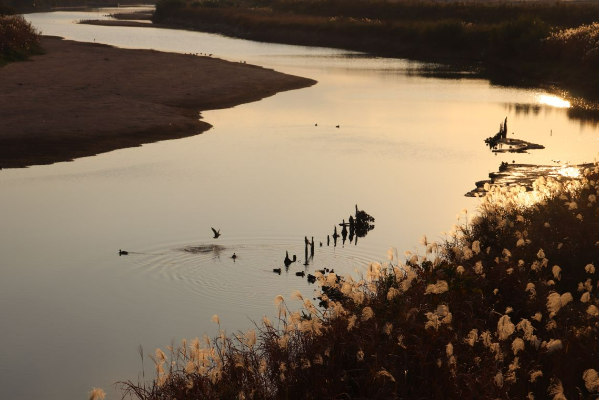 画像：宝満川で泳ぐ鴨