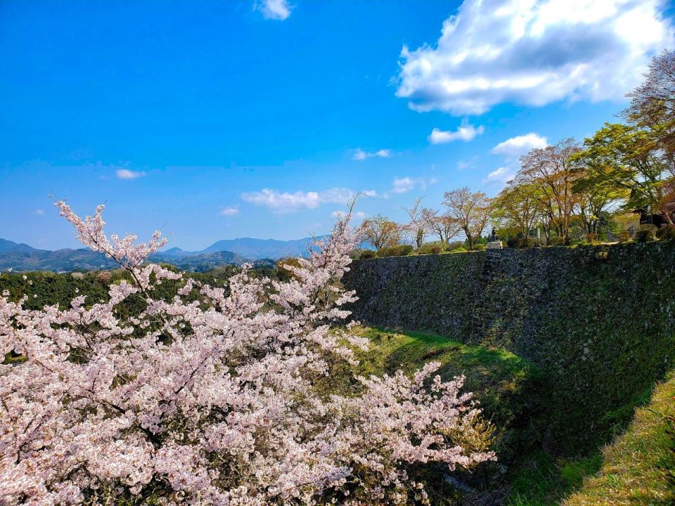 岡城跡 桜