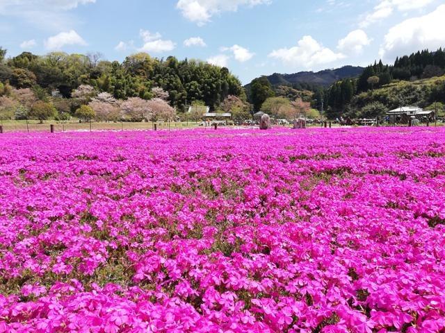 臼杵石仏公園 芝桜