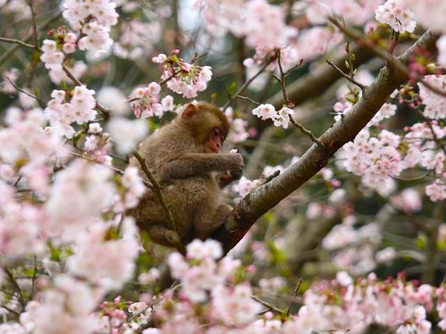 国立公園 高崎山自然動物園 桜とサル