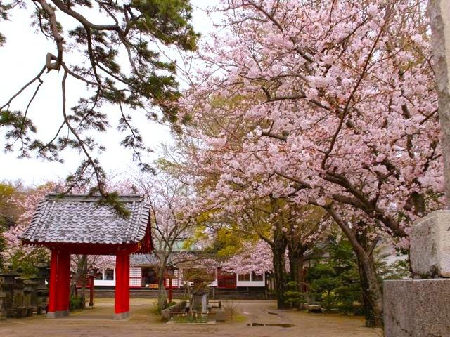 大帯八幡社　桜